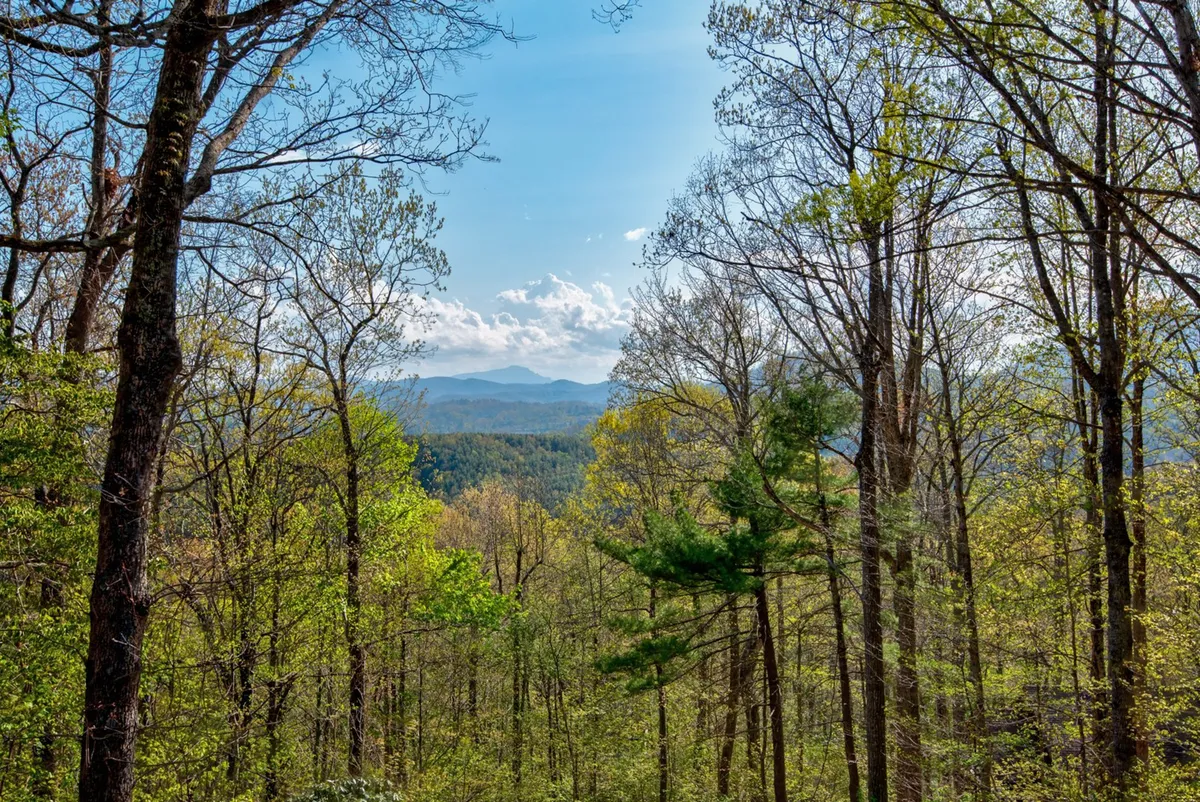 A sweeping view of a mountain range in the distance, framed by lush green trees under a clear blue sky. The tranquil scene captures the allure of hiking, nature photography, and wildlife observation, with the warm light of sunset inviting exploration.